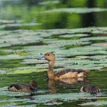 Sun, 8/2/2020 Birding report at Satay by the Bay