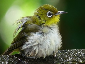 Warbling White-eye 権現山(弘法山公園) Sun, 8/2/2020