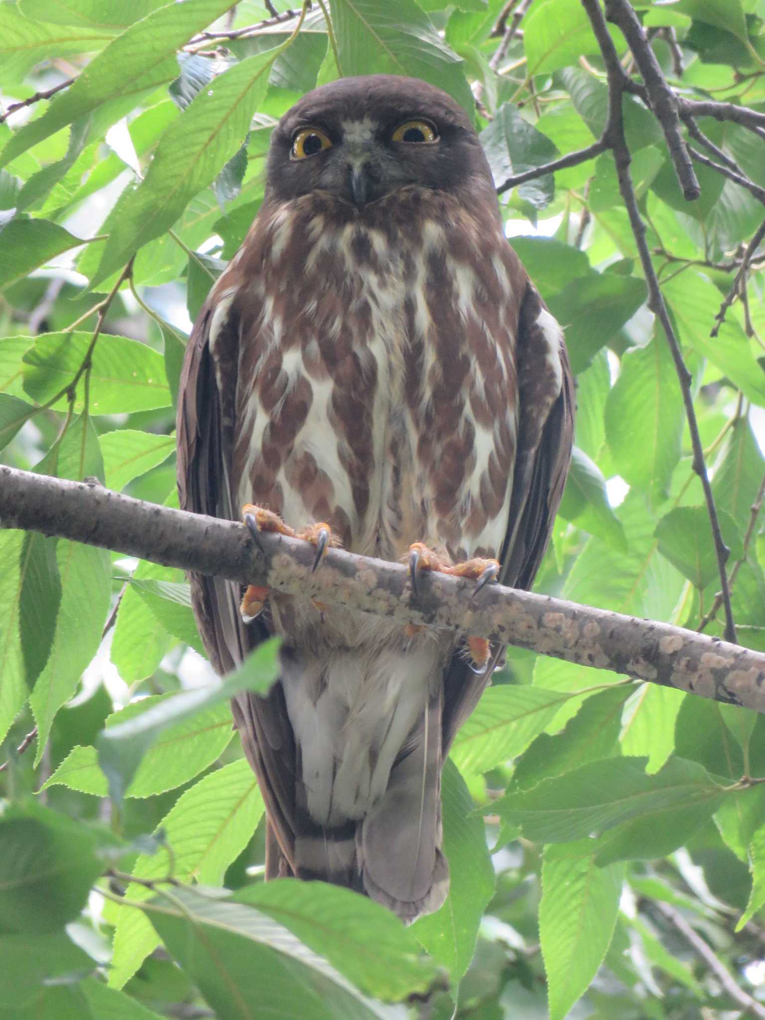  アオバズクの写真 by Bo-zai