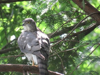 Japanese Sparrowhawk Unknown Spots Fri, 6/12/2020