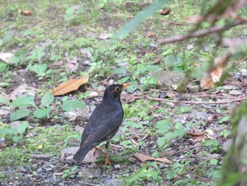 クロツグミ 場所が不明 2020年6月17日(水)