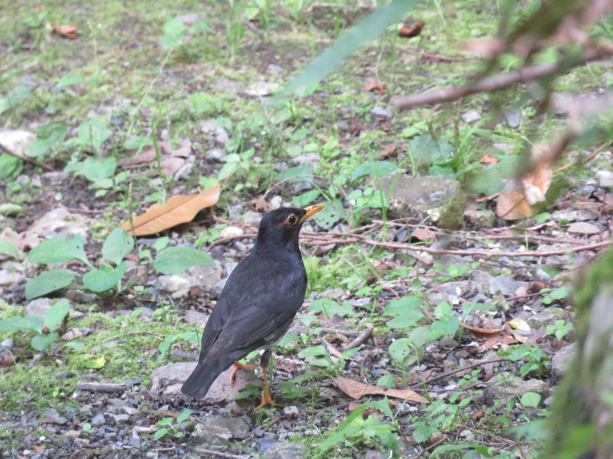 Photo of Japanese Thrush at  by Bo-zai