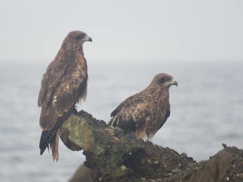 Black Kite Unknown Spots Fri, 7/10/2020