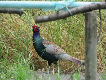 Green Pheasant 埼玉県入間市 Fri, 6/12/2020