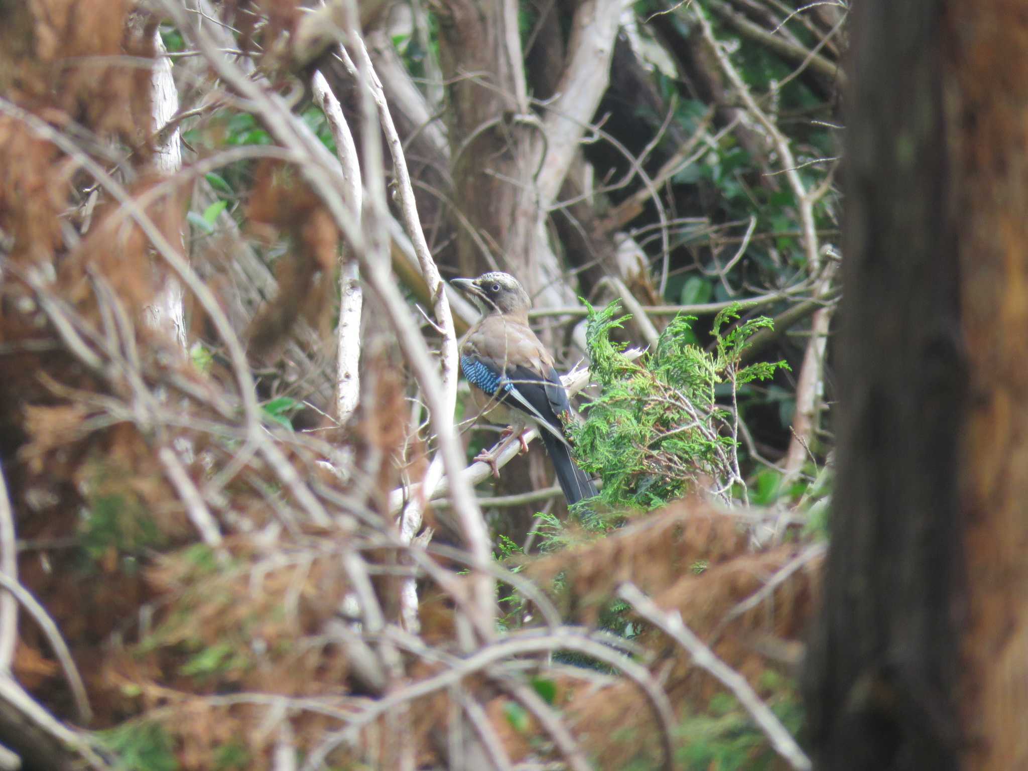 Photo of Eurasian Jay at  by Bo-zai