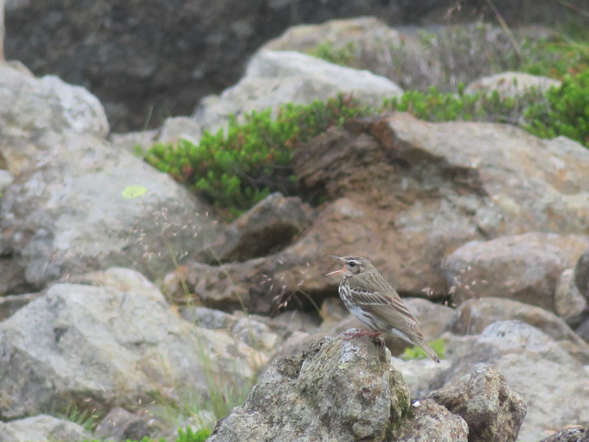 Photo of Olive-backed Pipit at  by Bo-zai