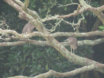 Black-crowned Night Heron Unknown Spots Fri, 7/10/2020