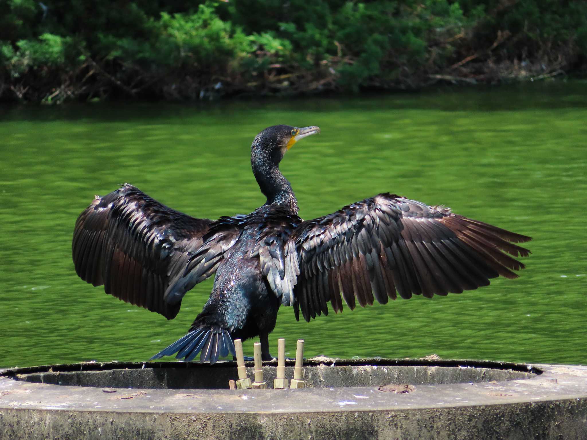 大池親水公園 カワウの写真 by kou