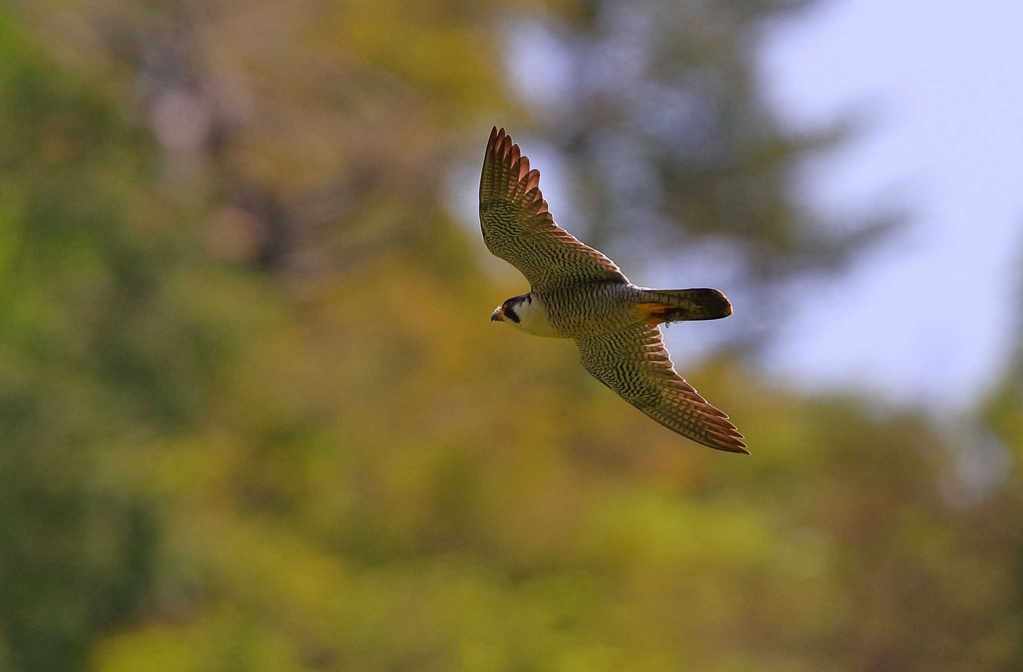 愛知県 ハヤブサの写真 by ma-★kun