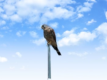 2020年8月3日(月) 座間の野鳥観察記録