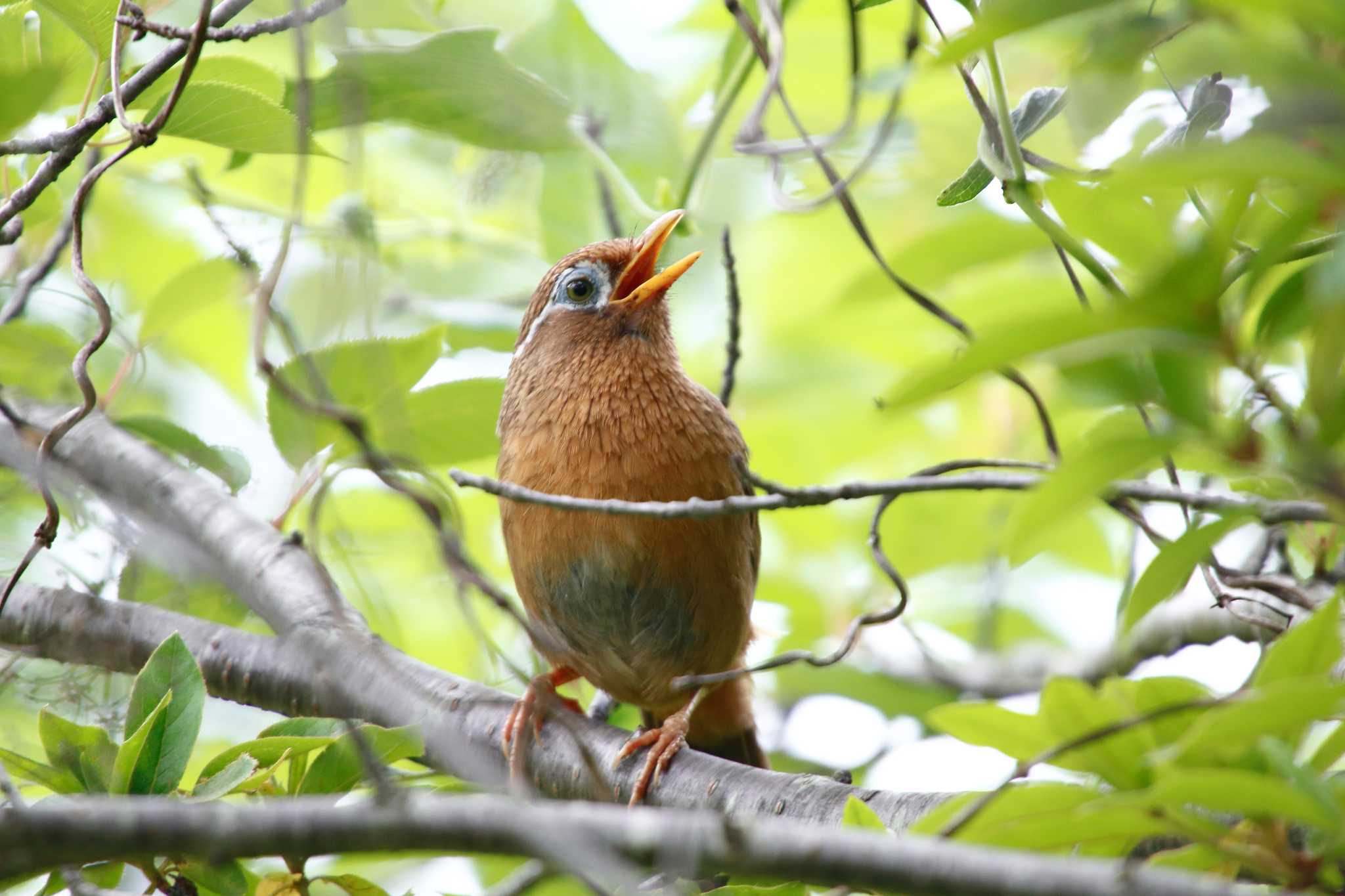 狭山湖 ガビチョウの写真