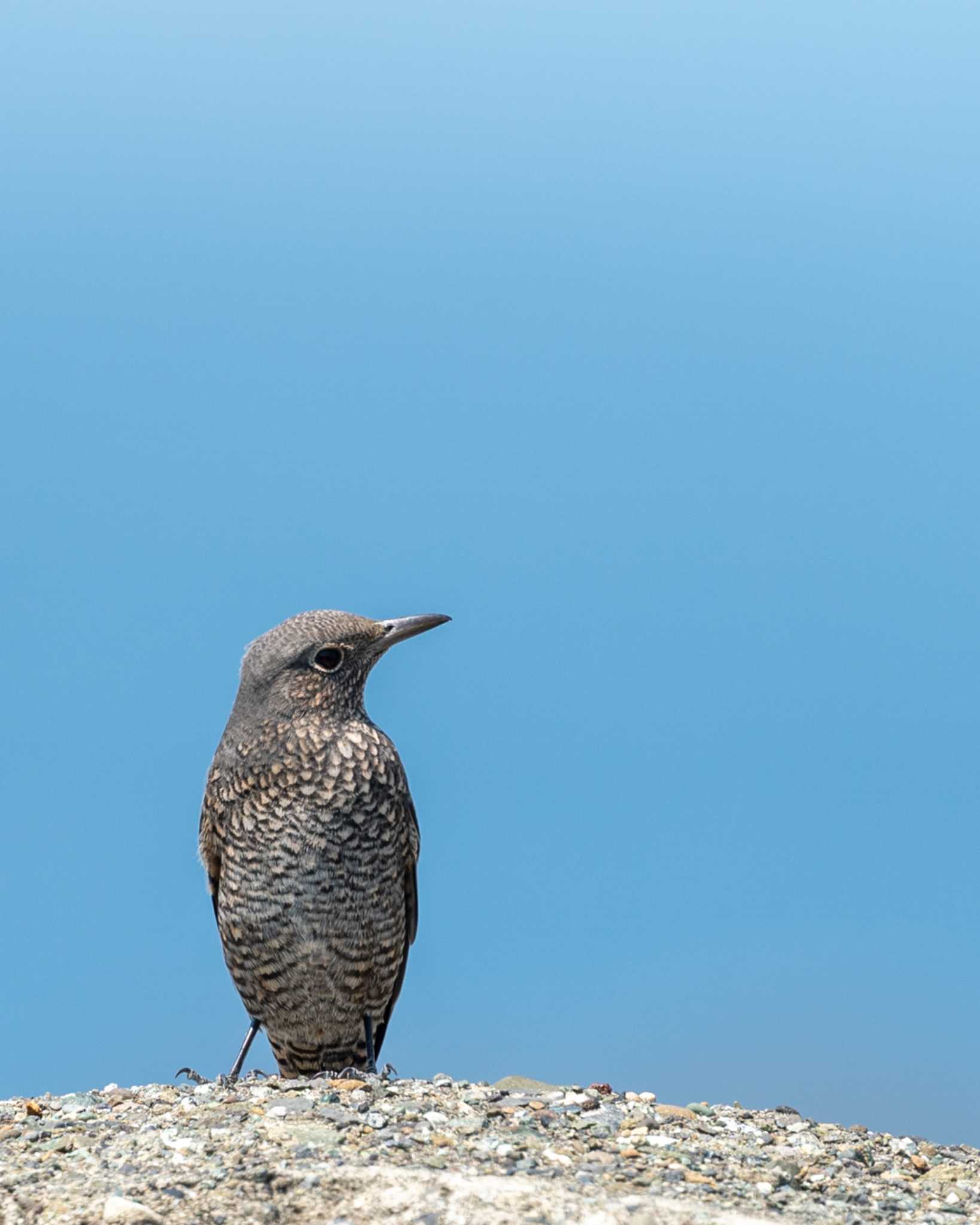 江ノ島 イソヒヨドリの写真 by bow_wow.69chan