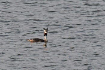 2020年8月3日(月) 邑知潟の野鳥観察記録