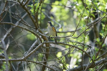 Red-flanked Bluetail Yatoyama Park Tue, 3/24/2020