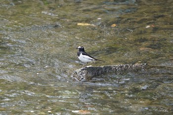 Japanese Wagtail 神奈川県海老名市 Sat, 3/28/2020