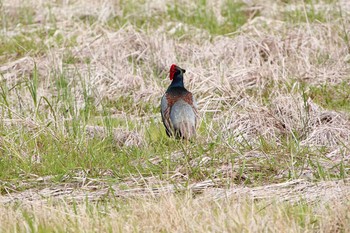 2016年5月26日(木) 印旛沼の野鳥観察記録