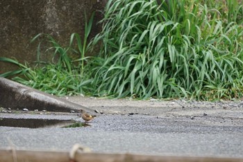 Grey-capped Greenfinch 神奈川県海老名市 Sat, 3/28/2020