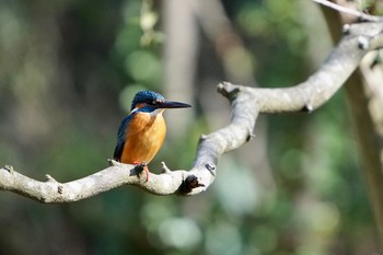 Common Kingfisher Yatoyama Park Tue, 3/24/2020