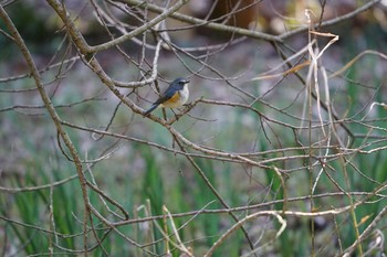 Red-flanked Bluetail Yatoyama Park Tue, 3/24/2020