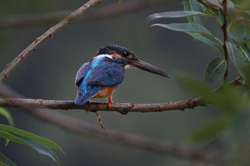 Common Kingfisher Yatoyama Park Wed, 7/22/2020