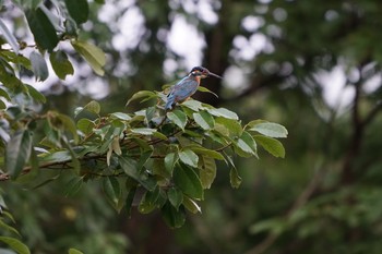 Common Kingfisher Yatoyama Park Wed, 7/22/2020