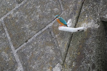 Common Kingfisher 神奈川県海老名市 Sat, 3/28/2020