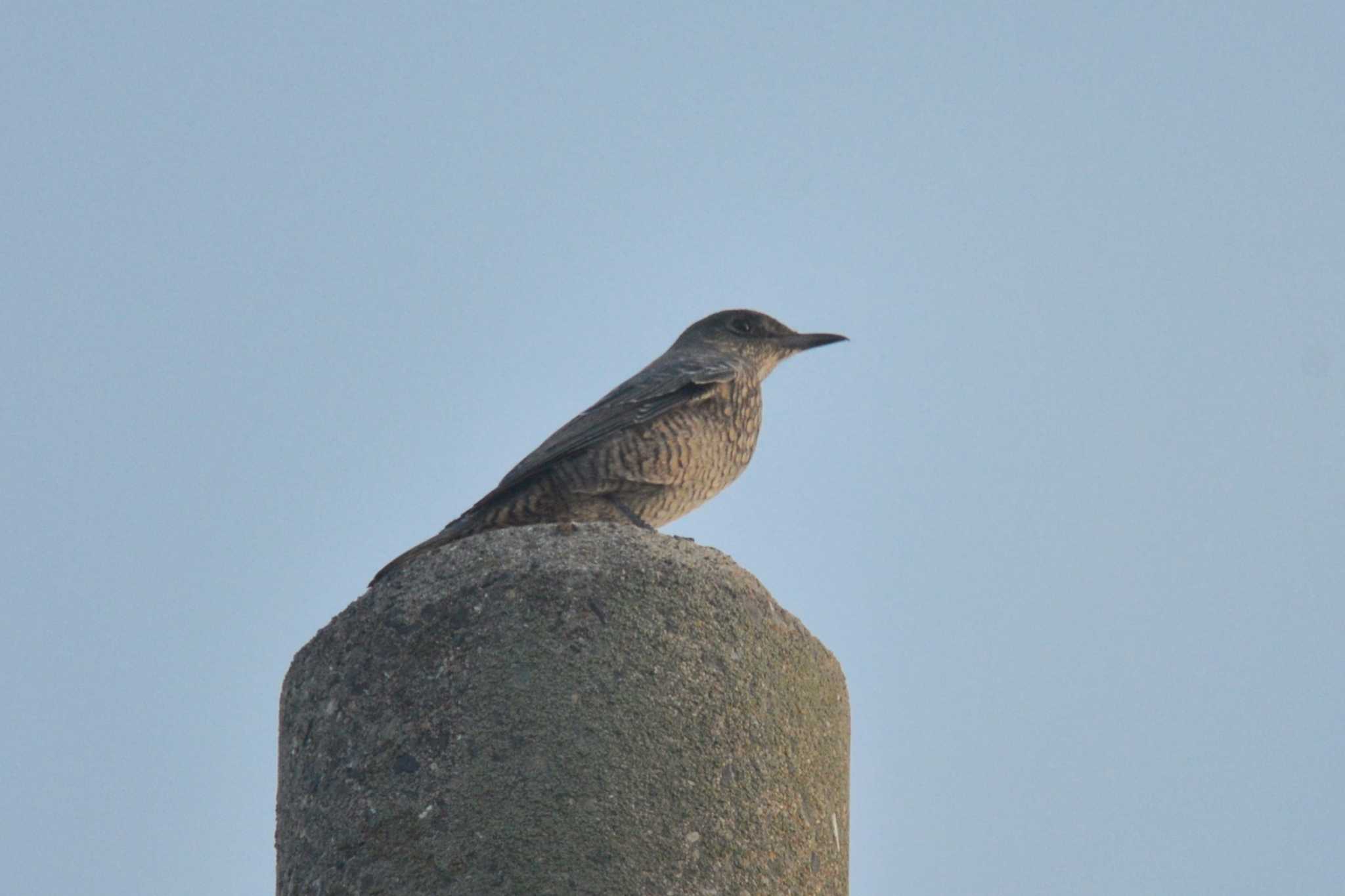 Photo of Blue Rock Thrush at 堺浜 by Daguchan