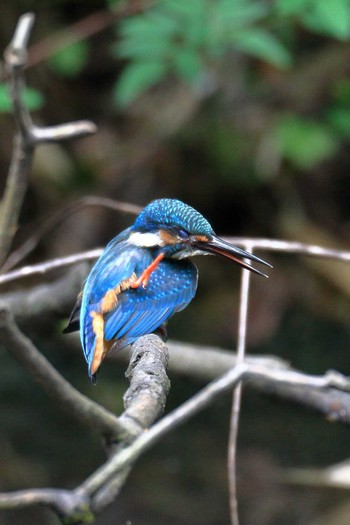 Common Kingfisher 万博記念公園 Sun, 8/2/2020