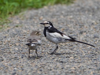 2020年7月26日(日) 六義園の野鳥観察記録