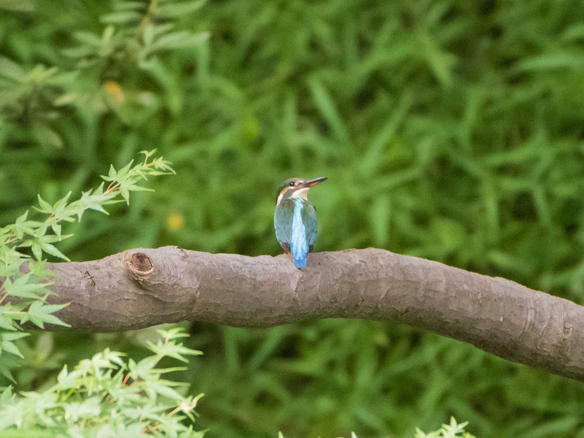 カワセミ