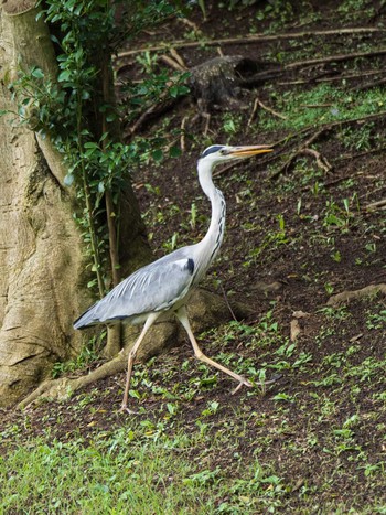 アオサギ 六義園 2020年7月26日(日)