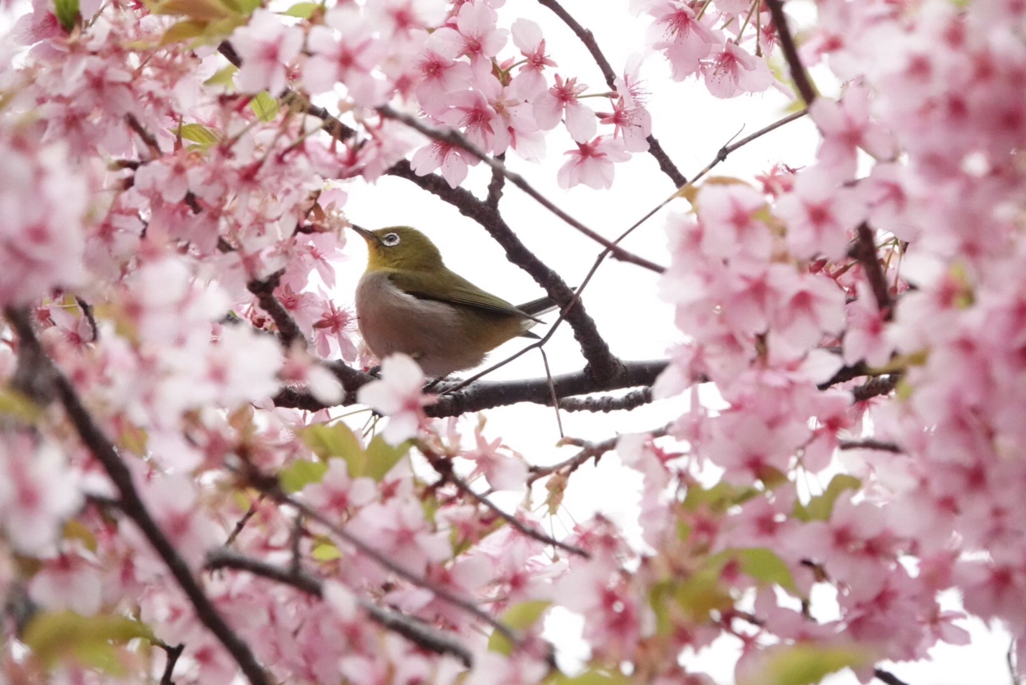 神奈川県相模原市 メジロの写真 by Kingfisher VADER