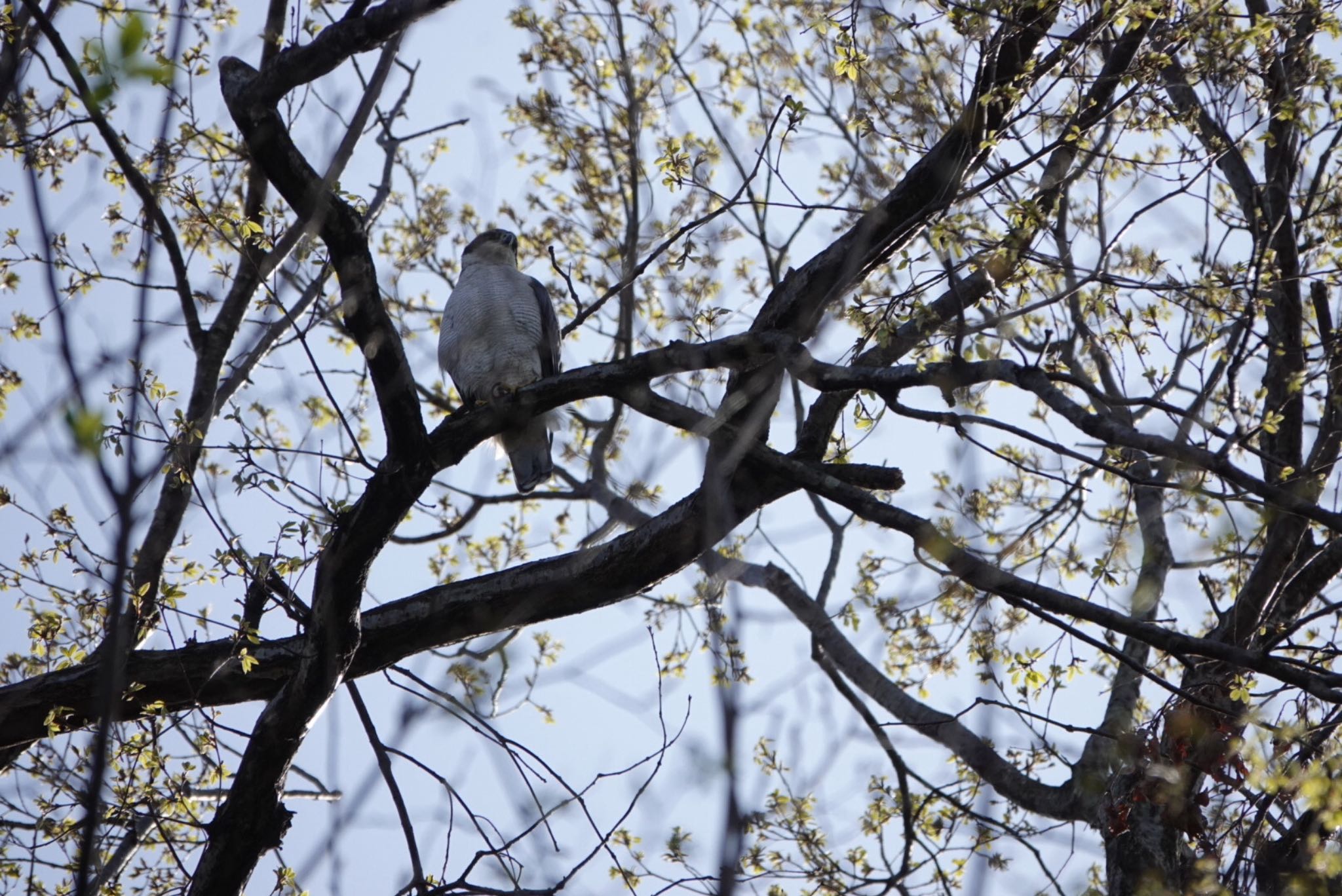 座間谷戸山公園 オオタカの写真 by Kingfisher VADER