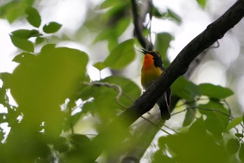 Narcissus Flycatcher Yatoyama Park Sun, 5/31/2020