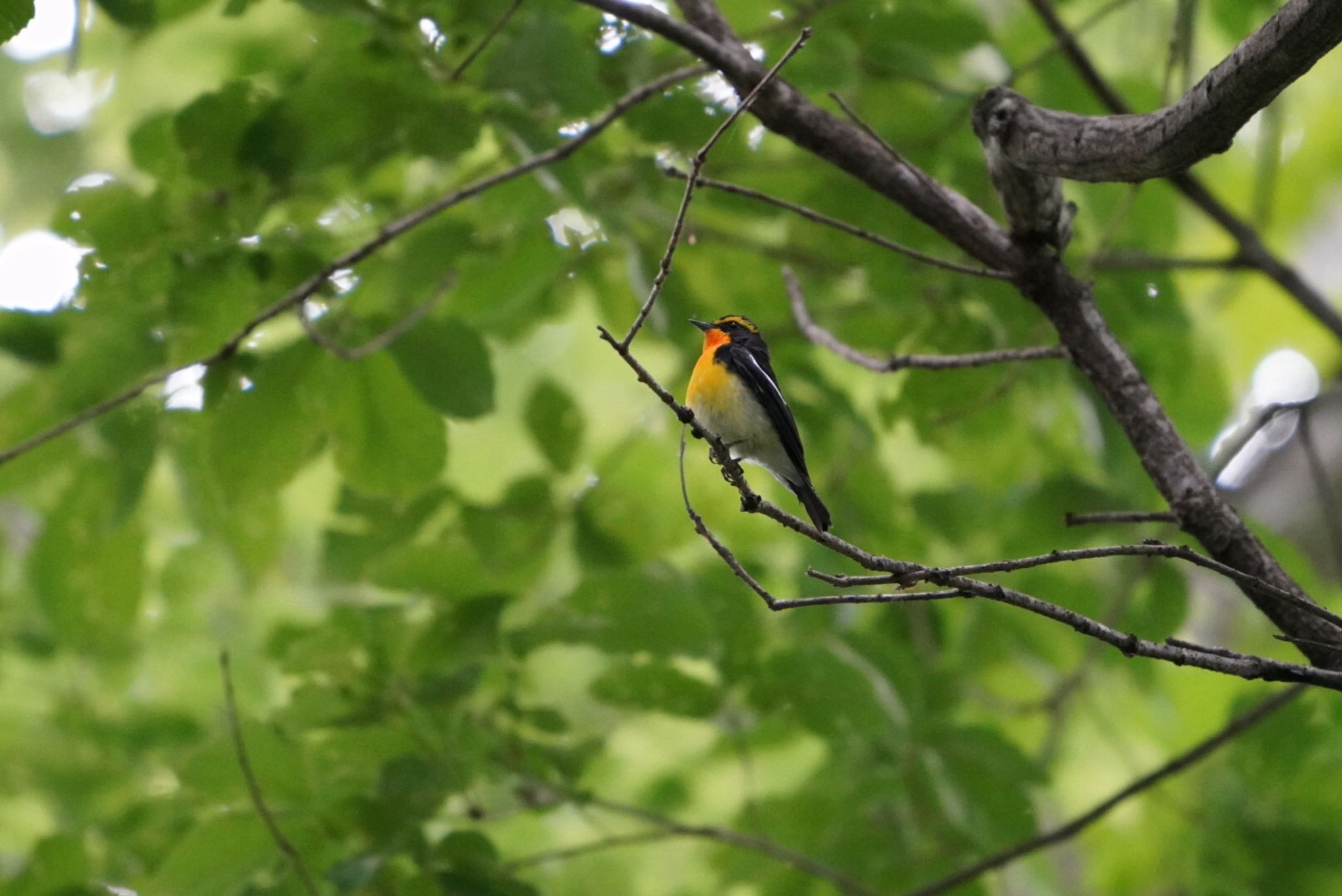 座間谷戸山公園 キビタキの写真 by Kingfisher VADER