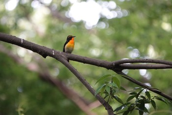 キビタキ 座間谷戸山公園 2020年5月30日(土)