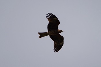 Black Kite 神奈川県相模原市 Sun, 3/15/2020