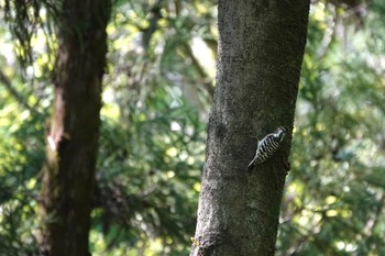 コゲラ 座間谷戸山公園 2020年4月24日(金)