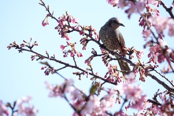 ヒヨドリ 神奈川県相模原市 2020年2月23日(日)