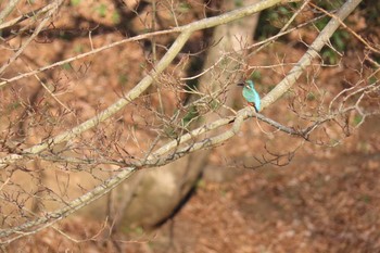 カワセミ 座間谷戸山公園 2020年3月6日(金)