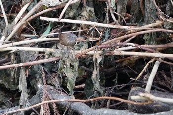 Eurasian Wren Yatoyama Park Mon, 3/9/2020