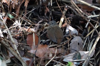 ミソサザイ 座間谷戸山公園 2020年3月9日(月)