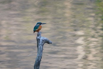 Common Kingfisher Yatoyama Park Fri, 3/6/2020