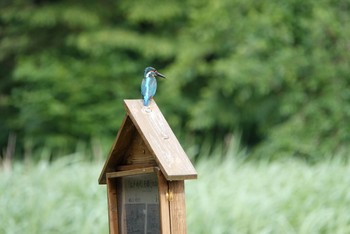 カワセミ 座間谷戸山公園 2020年5月30日(土)