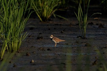 コチドリ 江井ヶ島 2020年8月1日(土)