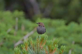 カヤクグリ 乗鞍岳畳平 2020年8月1日(土)