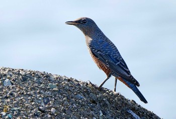 イソヒヨドリ 江ノ島 2020年8月3日(月)