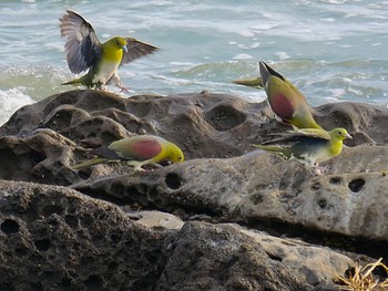 White-bellied Green Pigeon Terugasaki Beach Sun, 8/2/2020