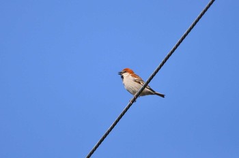 2020年4月25日(土) 近所の田んぼの野鳥観察記録