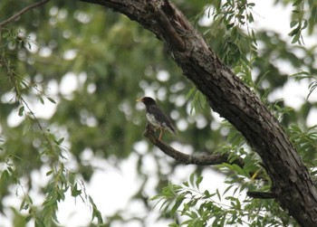 Japanese Thrush 音更川河川敷(十勝) Mon, 8/3/2020